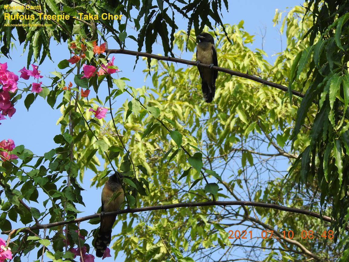 Rufous Treepie (76) Coming Soon